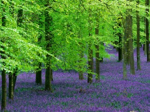 Blue Bells and Beech Trees, England