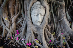 buddha-in-tree-roots-copy